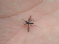 Aedes albopictus